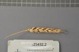 Click for 1 image(s) for this accession. Spike